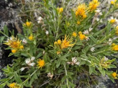 Ericameria discoidea