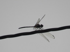 Dythemis nigrescens
