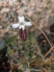 Silene sargentii