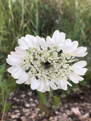 Artedia squamata