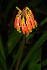 Clivia caulescens