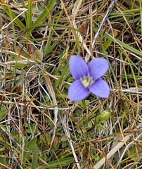 Gentianopsis holopetala