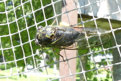 Neotibicen canicularis