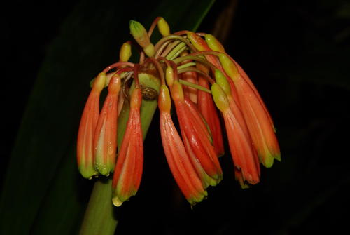 Clivia caulescens R.A.Dyer