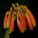 Clivia caulescens - Photo (c) peterweston，保留部份權利CC BY-NC