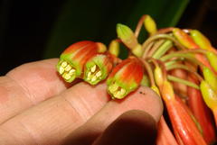 Clivia caulescens