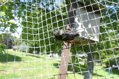 Neotibicen canicularis