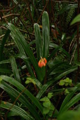 Clivia caulescens