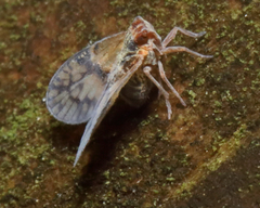 Bothriocera cognita