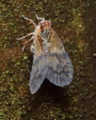 Bothriocera cognita