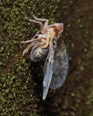 Bothriocera cognita