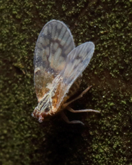 Bothriocera cognita