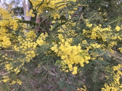 Acacia nanodealbata