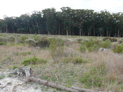 Eucalyptus botryoides