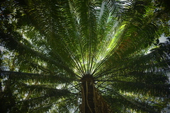 Cycas seemannii