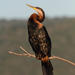 Mainland African Darter - Photo (c) Stuart Shearer, some rights reserved (CC BY-NC), uploaded by Stuart Shearer