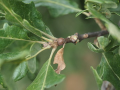 Disholcaspis quercusglobulus