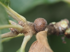 Disholcaspis quercusglobulus