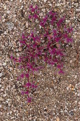 Trianthema parvifolia