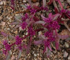 Trianthema parvifolia