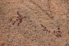 Trianthema parvifolia