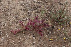 Trianthema parvifolia