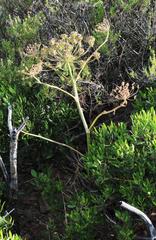 Cynorhiza typica