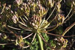 Cynorhiza typica