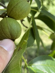 Caryomyia melicrustum