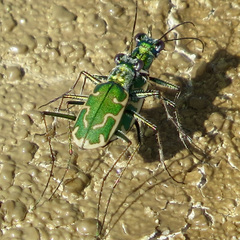 Ellipsoptera marutha