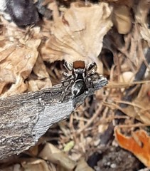 Habronattus forticulus