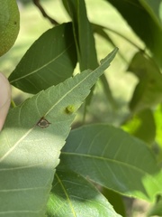 Caryomyia melicrustum