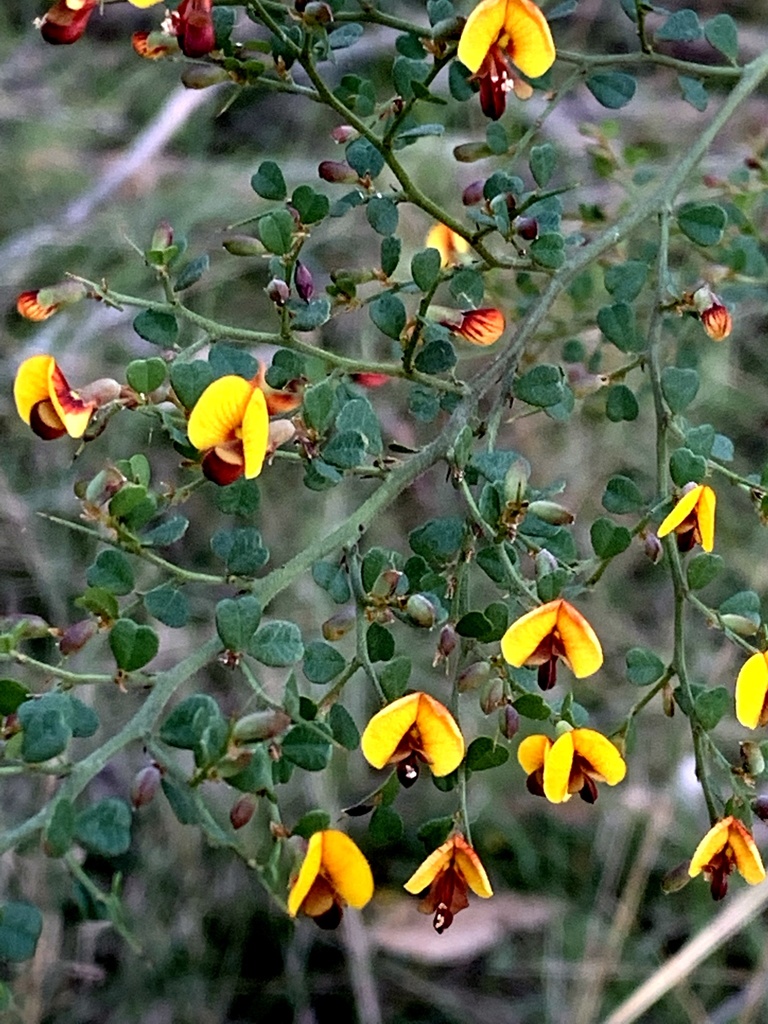 Spiny Bossiaea