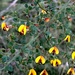 Spiny Bossiaea - Photo (c) Lukas Clews, some rights reserved (CC BY), uploaded by Lukas Clews