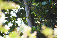 Emoia concolor
