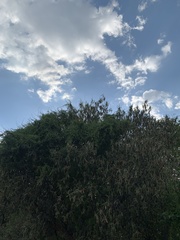 Quadrella odoratissima