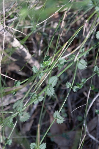 Gonocarpus teucrioides (Gonocarpus teucrioides)