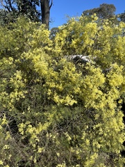 Acacia fimbriata