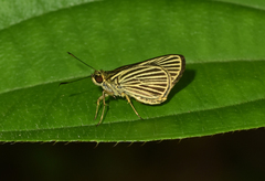 Parphorus storax
