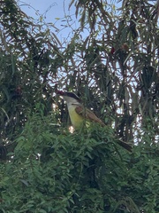 Quadrella odoratissima