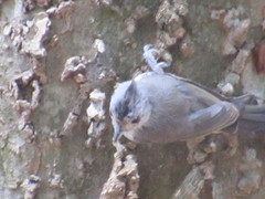 Baeolophus bicolor × atricristatus