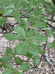 Rhododendron viscosum
