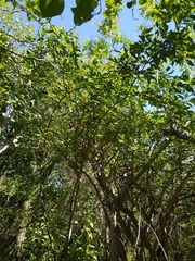 Senna villosa