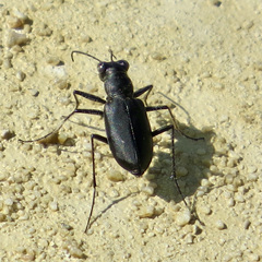 Cicindela nigrocoerulea