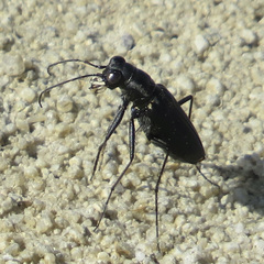 Cicindela nigrocoerulea
