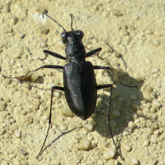 Cicindela nigrocoerulea