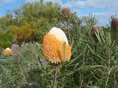 Banksia hookeriana