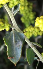 Manochlamys albicans