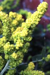 Manochlamys albicans