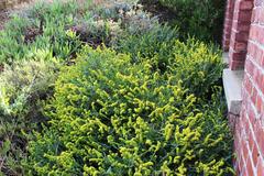 Manochlamys albicans